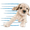 Perritos 16