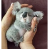 cute animals 5