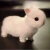 cute animals 6