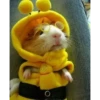 cute animals 7