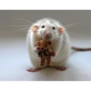 cute animals 8