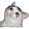 Gatitos Sad 17