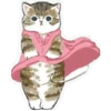 Gatitos hermosos 5 19