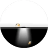 Pigeon 18