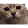 Gatitos Sad 18