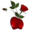 Rosas (Flores) 17