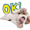 Perritos 19