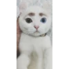 Sweet Cats 16