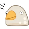 Pigeon 21