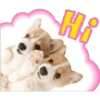 Perritos 20