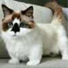 Sweet Cats 17