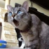 NALA