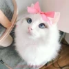 Sweet Cats 20