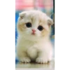 cute animals 9
