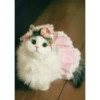 Sweet Cats 22