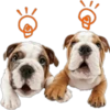 Perritos 22