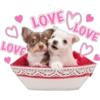 Perritos 23