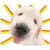 Perritos 24