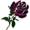 Rosas (Flores) 21