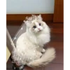 Sweet Cats 23