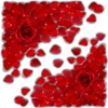 Rosas (Flores) 23