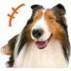 Perritos 25