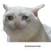 Gatitos Sad 22
