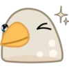 Pigeon 24