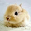 cute animals 10