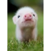 cute animals 11