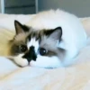 Sweet Cats 24