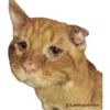 Gatitos Sad 24