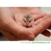 cute animals 12