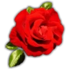 Rosas (Flores) 26