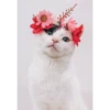 Sweet Cats 25