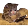 Gatitos Sad 25