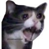 Gatitos Sad 26