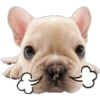 Perritos 30