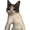 Gatitos Sad 27