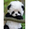 cute animals 13