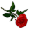 Rosas (Flores) 30