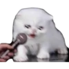Gatitos Sad 28