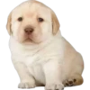 PERRITO PACK 1 24