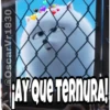 La Vida Secreta De Tus Mascotas (Part 2) 9