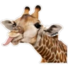 ♧Criaturas Memosas♧ 13