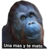 Monitos Troleadores 13
