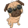 PUG 17