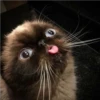 gatos divertidos 5