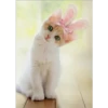 gatos divertidos 7