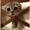 gatos divertidos 9
